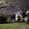 よると公園とさくら