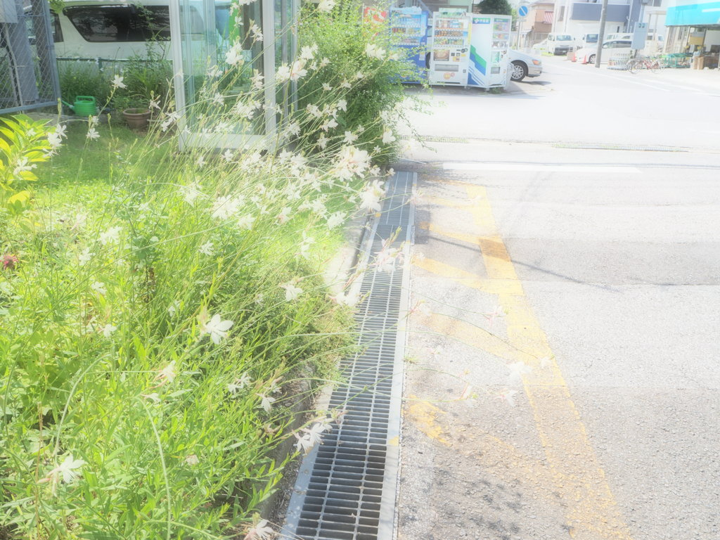 いつもの道