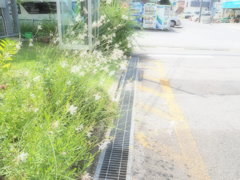 いつもの道