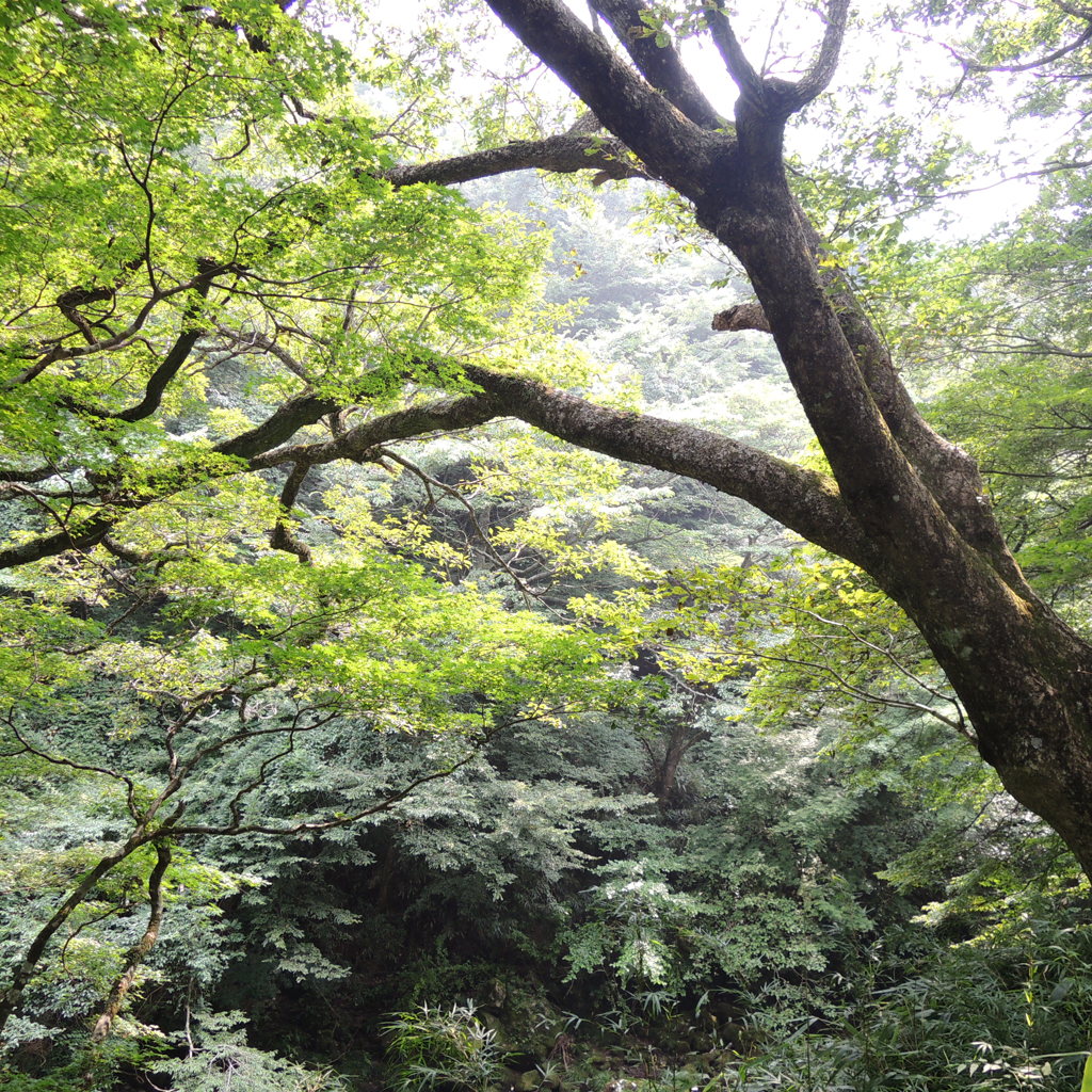とある山の中で