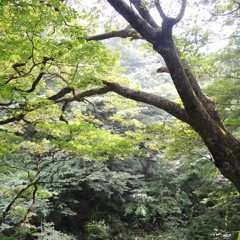 とある山の中で