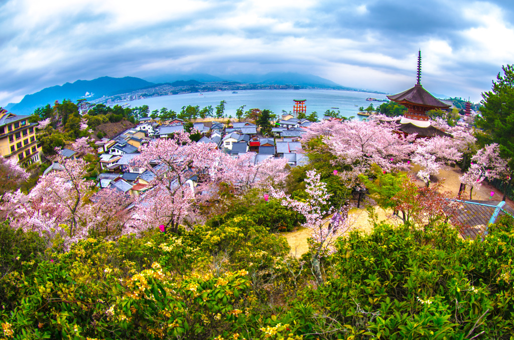 春の宮島