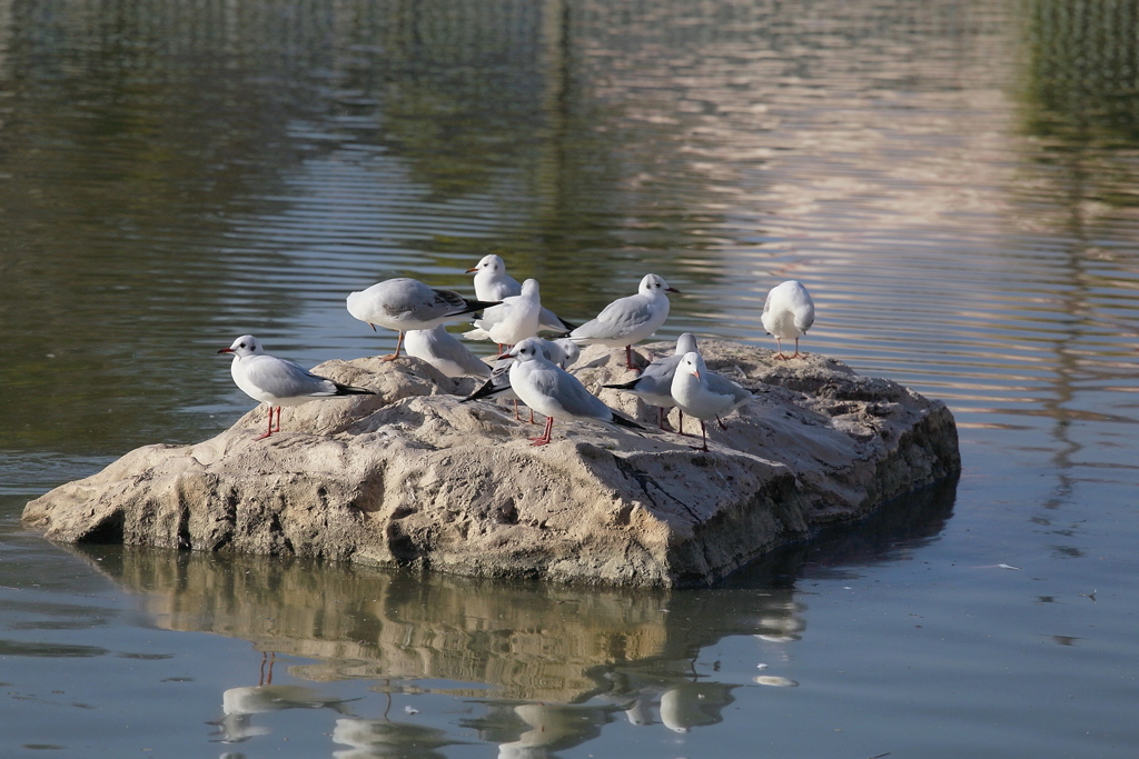 水鳥の集い