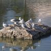 水鳥の集い