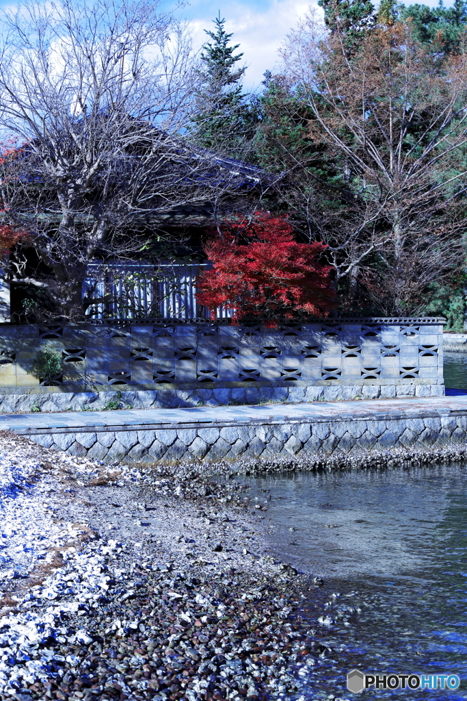 裏庭の紅葉