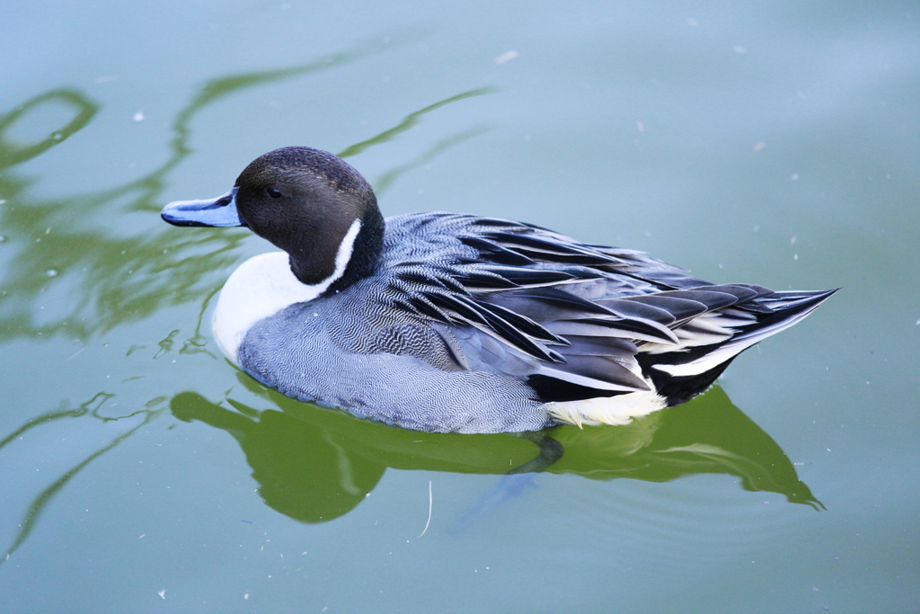 野鳥