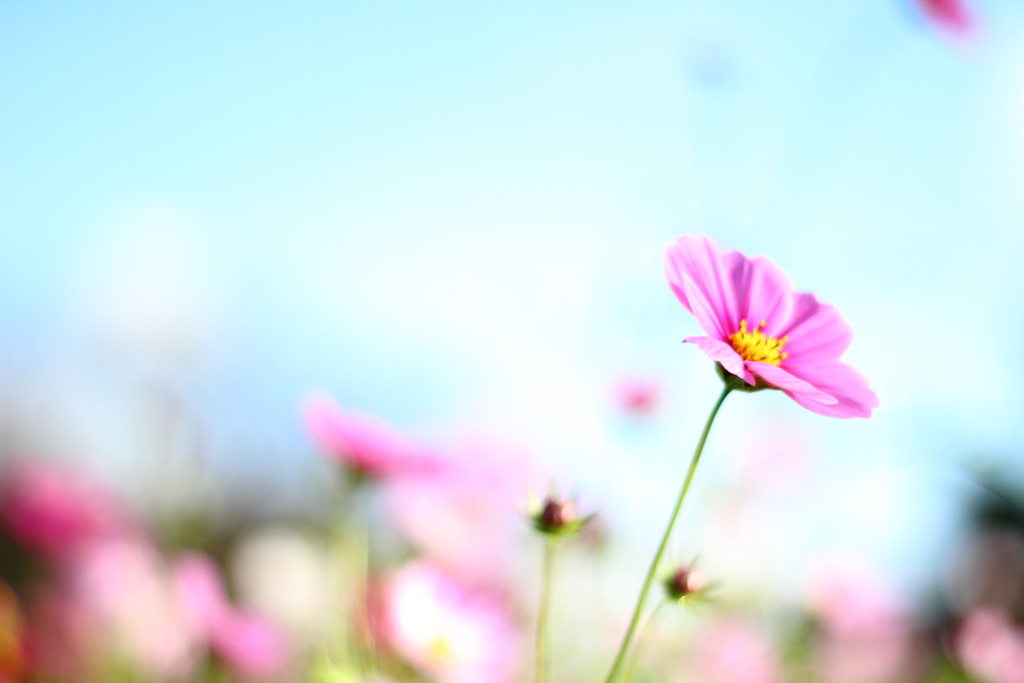 花揺れる