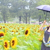 雨とひまわりと彼女