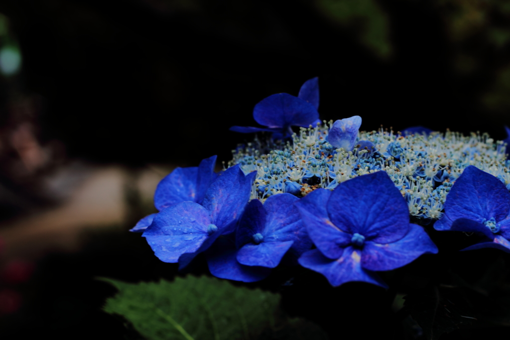 額紫陽花