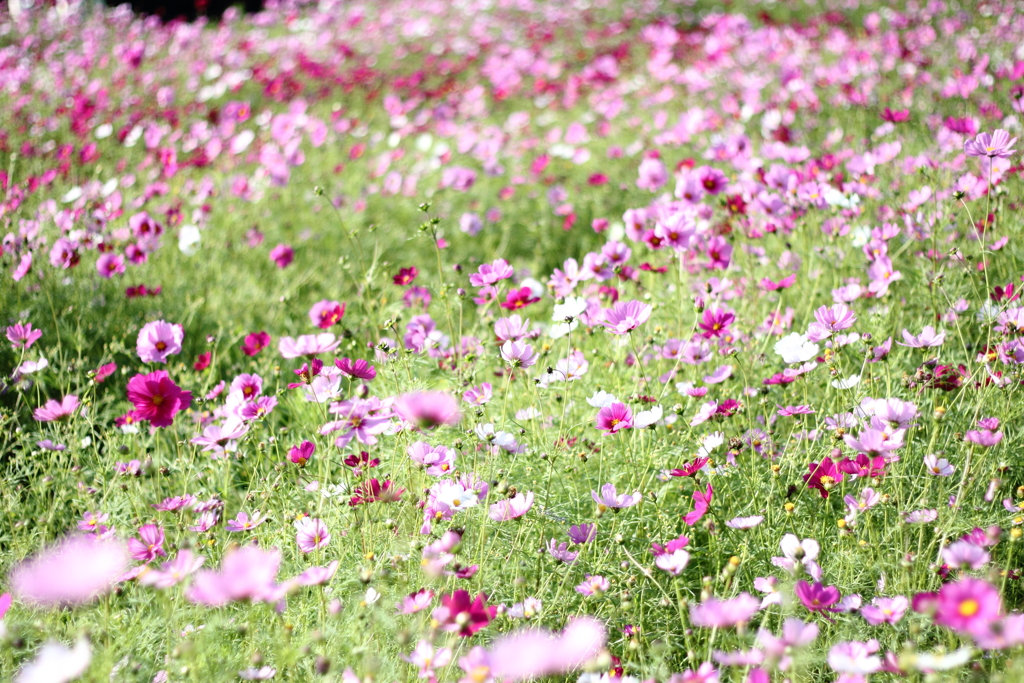 武庫川コスモス園