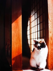 ひなたぼっこ