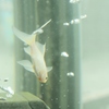 金魚