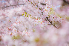 桜の刻 その3