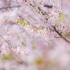 桜の刻 その3