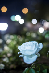夜の白薔薇