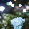 夜の白薔薇
