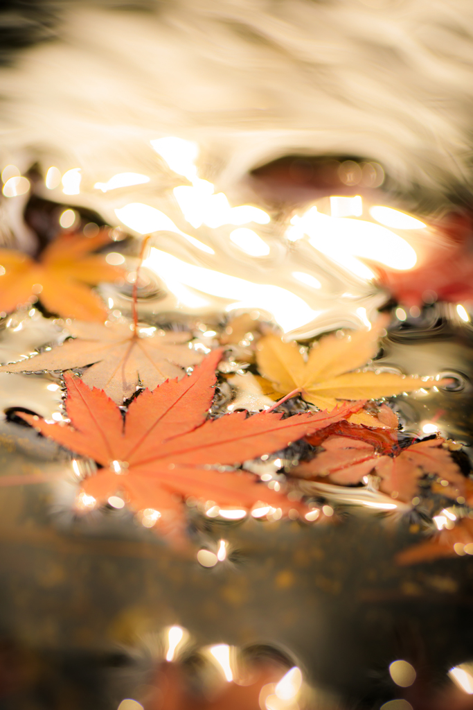 水面に浮かぶ紅葉