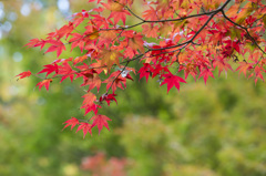 紅色に染まる