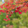 紅色に染まる