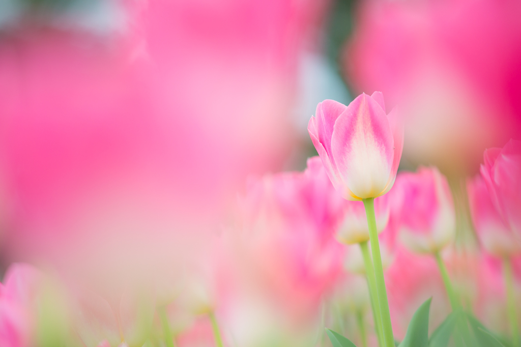 咲いた♪咲いた♪チューリップの花が♪