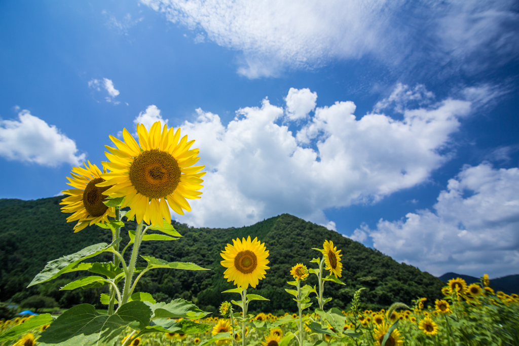 ひまわりと青い空