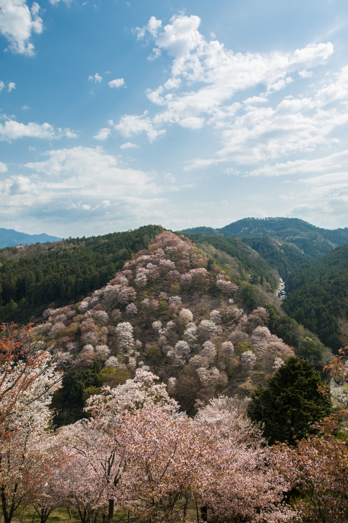 桜咲く吉野のお山