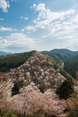 桜咲く吉野のお山