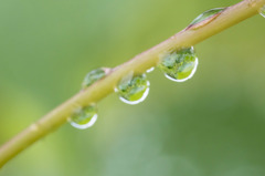 水玉のむこう
