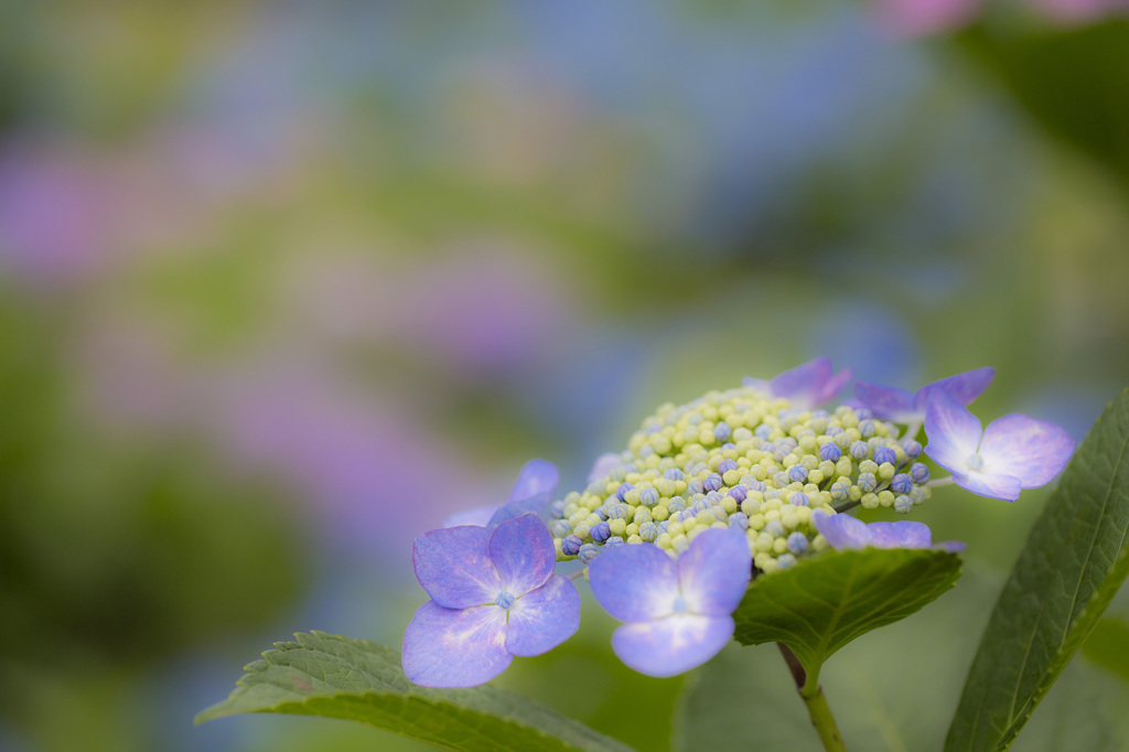 紫蒼緑