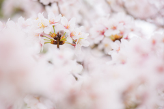 桜の刻 その1