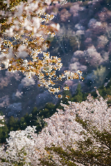 桜舞う