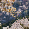 桜舞う