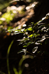 light & shadow