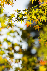 紅葉〜いろづきのよかん