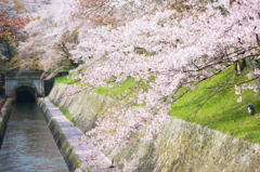 桜の刻 その2