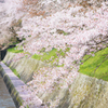 桜の刻 その2