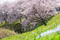 桜の刻 その4