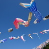 神流町鯉のぼり祭