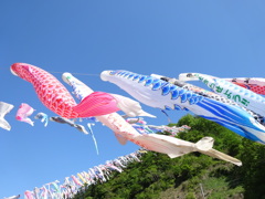 神流町鯉のぼり祭