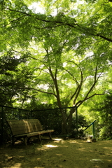 夏の木陰で