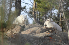 arctic fox