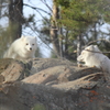 arctic fox