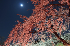 月と紅白桜