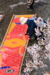 伝統を見守る桜