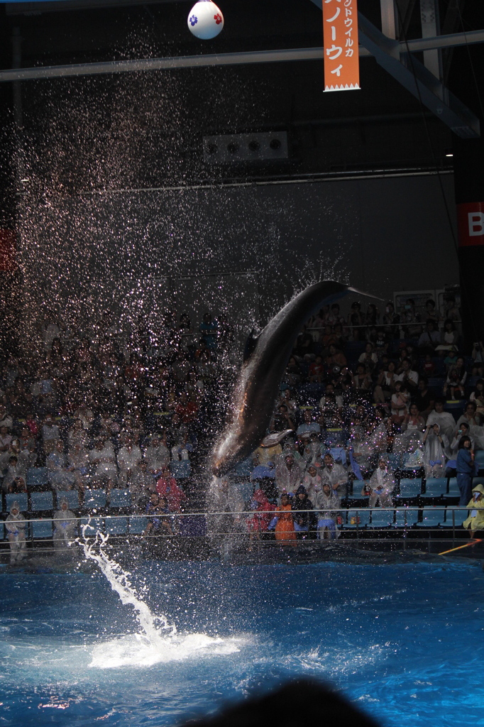 Splash