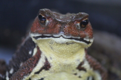ガマの見栄切り
