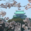 金鯱を眺める