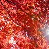 秋色の木漏れ日