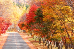 autumn road