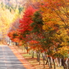 autumn road